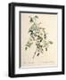 Rosa Redutea Glauca, Engraved by Chapuy, Published by Remond-Pierre-Joseph Redouté-Framed Giclee Print