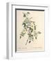 Rosa Redutea Glauca, Engraved by Chapuy, Published by Remond-Pierre-Joseph Redouté-Framed Giclee Print