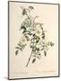 Rosa Redutea Glauca, Engraved by Chapuy, Published by Remond-Pierre-Joseph Redouté-Mounted Giclee Print