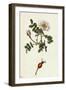 Rosa Rubella Red Fruited Burnet-Rose-null-Framed Giclee Print