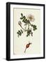 Rosa Rubella Red Fruited Burnet-Rose-null-Framed Giclee Print