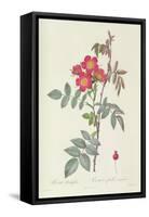 Rosa Rubrifolia-Pierre Joseph Redoute-Framed Stretched Canvas