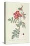 Rosa Rubrifolia-Pierre Joseph Redoute-Stretched Canvas