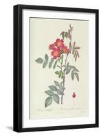 Rosa Rubrifolia-Pierre Joseph Redoute-Framed Giclee Print