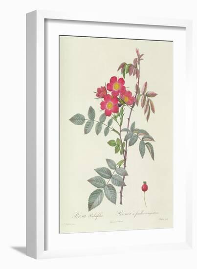 Rosa Rubrifolia-Pierre Joseph Redoute-Framed Giclee Print