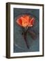 Rosa Sally Ii-Den Reader-Framed Photographic Print