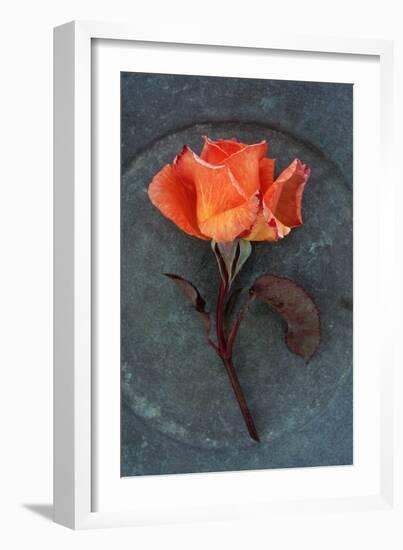 Rosa Sally Ii-Den Reader-Framed Photographic Print