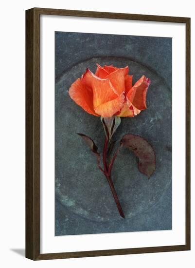 Rosa Sally Ii-Den Reader-Framed Photographic Print