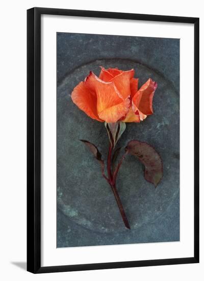 Rosa Sally Ii-Den Reader-Framed Photographic Print