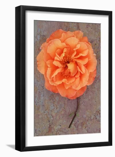 Rosa Sallys-Den Reader-Framed Photographic Print