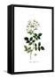 Rosa Sempervirens, Flora Graeca-Ferdinand Bauer-Framed Stretched Canvas