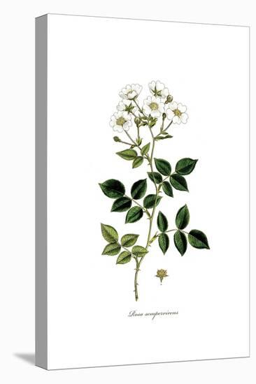 Rosa Sempervirens, Flora Graeca-Ferdinand Bauer-Stretched Canvas