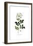 Rosa Sempervirens, Flora Graeca-Ferdinand Bauer-Framed Giclee Print