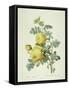 Rosa Sulfurea-Pierre-Joseph Redouté-Framed Stretched Canvas