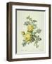 Rosa Sulfurea-Pierre-Joseph Redouté-Framed Premium Giclee Print