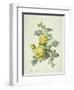 Rosa Sulfurea-Pierre-Joseph Redouté-Framed Premium Giclee Print