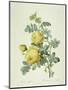 Rosa Sulfurea-Pierre-Joseph Redouté-Mounted Premium Giclee Print