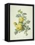 Rosa Sulfurea-Pierre-Joseph Redouté-Framed Stretched Canvas