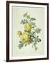 Rosa Sulfurea-Pierre-Joseph Redouté-Framed Giclee Print