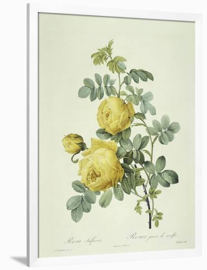 Rosa Sulfurea-Pierre-Joseph Redouté-Framed Giclee Print