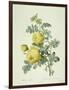 Rosa Sulfurea-Pierre-Joseph Redouté-Framed Giclee Print