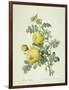 Rosa Sulfurea-Pierre-Joseph Redouté-Framed Giclee Print