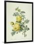 Rosa Sulfurea-Pierre-Joseph Redouté-Framed Giclee Print