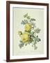 Rosa Sulfurea-Pierre-Joseph Redouté-Framed Giclee Print