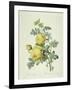 Rosa Sulfurea-Pierre-Joseph Redouté-Framed Giclee Print