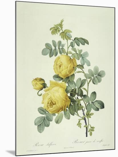Rosa Sulfurea-Pierre-Joseph Redouté-Mounted Giclee Print