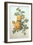 Rosa Sulfurea-Pierre-Joseph Redouté-Framed Giclee Print