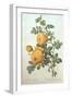 Rosa Sulfurea-Pierre-Joseph Redouté-Framed Giclee Print