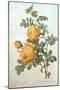 Rosa Sulfurea-Pierre-Joseph Redouté-Mounted Giclee Print