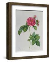 Rosa Turbinata, from Les Roses, Vol 1, 1817-Pierre-Joseph Redouté-Framed Giclee Print