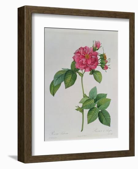 Rosa Turbinata, from Les Roses, Vol 1, 1817-Pierre-Joseph Redouté-Framed Giclee Print