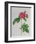 Rosa Turbinata, from Les Roses, Vol 1, 1817-Pierre-Joseph Redouté-Framed Giclee Print