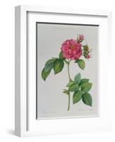 Rosa Turbinata, from Les Roses, Vol 1, 1817-Pierre-Joseph Redouté-Framed Giclee Print