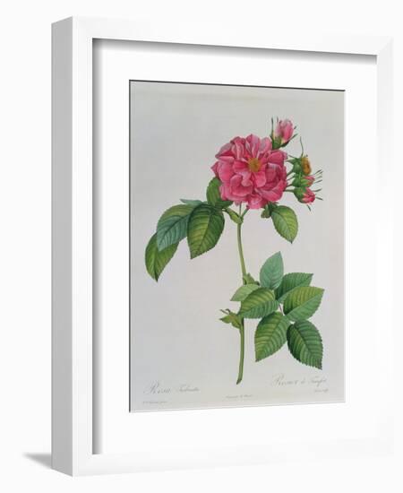 Rosa Turbinata, from Les Roses, Vol 1, 1817-Pierre-Joseph Redouté-Framed Giclee Print