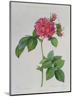 Rosa Turbinata, from Les Roses, Vol 1, 1817-Pierre-Joseph Redouté-Mounted Giclee Print