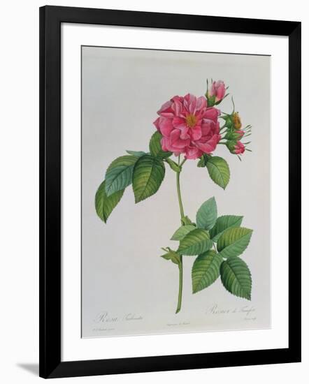 Rosa Turbinata, from Les Roses, Vol 1, 1817-Pierre-Joseph Redouté-Framed Giclee Print
