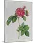 Rosa Turbinata, from Les Roses, Vol 1, 1817-Pierre-Joseph Redouté-Mounted Giclee Print