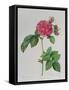 Rosa Turbinata, from Les Roses, Vol 1, 1817-Pierre-Joseph Redouté-Framed Stretched Canvas