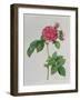 Rosa Turbinata, from Les Roses, Vol 1, 1817-Pierre-Joseph Redouté-Framed Giclee Print