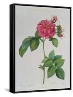 Rosa Turbinata, from Les Roses, Vol 1, 1817-Pierre-Joseph Redouté-Framed Stretched Canvas