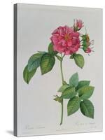 Rosa Turbinata, from Les Roses, Vol 1, 1817-Pierre-Joseph Redouté-Stretched Canvas
