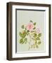 Rosa Var: Gertrude Jekyll-Peggy Wyatt-Framed Giclee Print