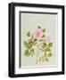 Rosa Var: Gertrude Jekyll-Peggy Wyatt-Framed Giclee Print