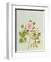 Rosa Var: Gertrude Jekyll-Peggy Wyatt-Framed Giclee Print