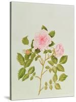 Rosa Var: Gertrude Jekyll-Peggy Wyatt-Stretched Canvas