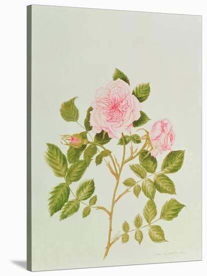 Rosa Var: Gertrude Jekyll-Peggy Wyatt-Stretched Canvas